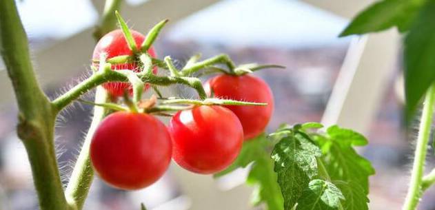 西红柿种植技术要点 盆栽西红柿种植方法步骤