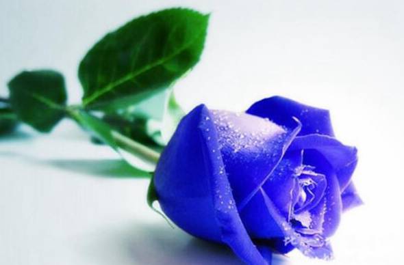 蓝玫瑰和蓝色妖姬的区别 转基因花与染色花