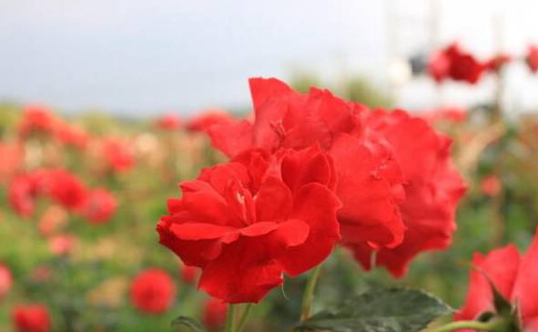 玫瑰花在什么地方生长 保加利亚玫瑰到处盛开(玫瑰之邦)[图片]