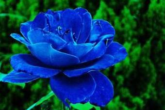 你知道蓝色妖姬是怎么种植出来的吗？