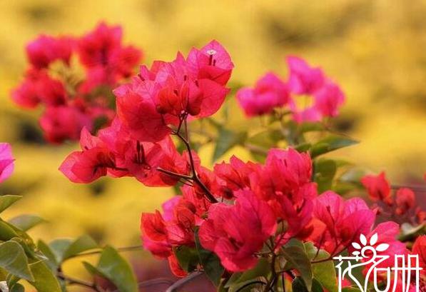 深圳市市花是什么花 代表坚韧不拔和顽强奋进的三角梅[图片]