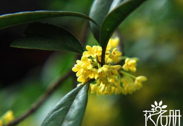 杭州的市花是什么花 十大名花之一的桂花[图片]