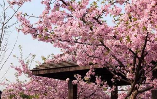 上海樱花节是什么时候 三月下旬看花海[图片]