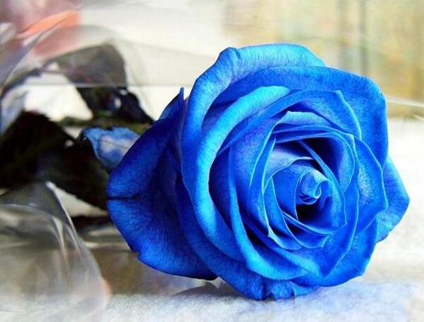 蓝玫瑰多少钱一枝 蓝玫瑰多少钱一束[图片]