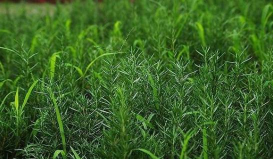 迷迭香是什么 是一种天然的的香料植物 有提神、清新的功效[图片]