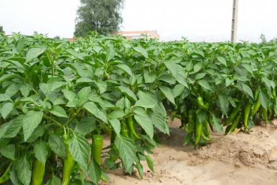 辣椒栽培技术 科学的栽培方法可以提高辣椒产量及质量