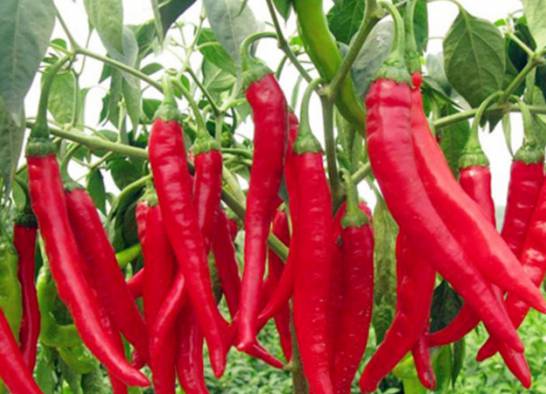 辣椒是酸性还是碱性 辣椒性热 属热性中等碱性食物。