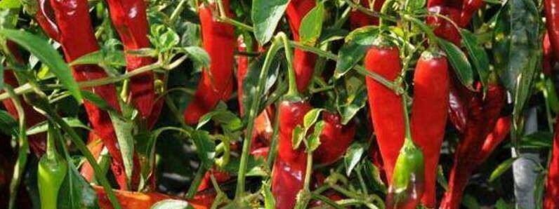 1亩种植辣椒一年收入[图片]