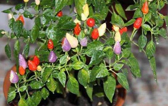 五彩椒怎么种植 选种育苗栽植管理