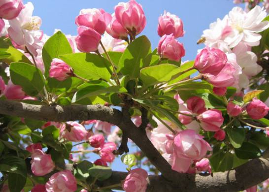 怎样让西府海棠在春节开花[图片]