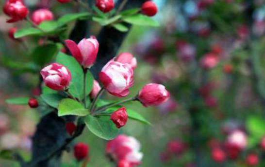 西府海棠和湖北海棠的区别 前者花朵为粉红色后者为洁白色[图片]