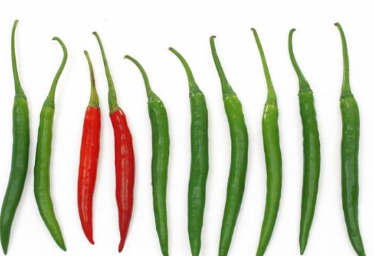 辣椒什么时候种植 可分为春植和秋植