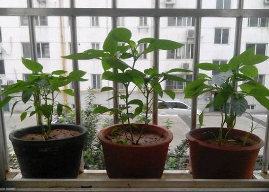 辣椒什么时候种植 辣椒喜热 春播和初夏播种最合适