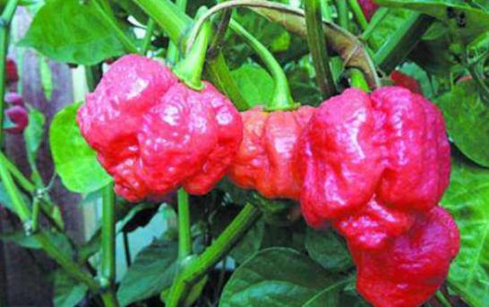 辣椒的价格多少钱一斤 价格在1.2～6.7元不等