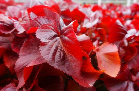 红桑保持叶色鲜艳的条件 喜温暖、湿润的环境