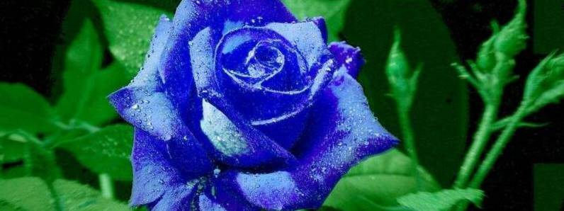 蓝色玫瑰代表什么