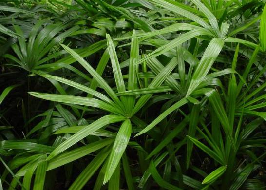 棕竹的养殖方法和注意事项 喜温暖湿润通风的环境[图片]
