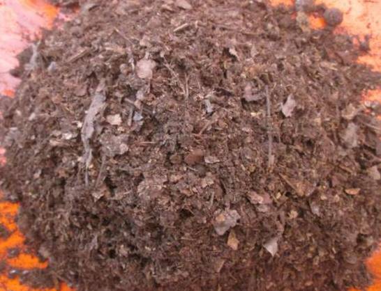 文殊兰属的养殖方法 配土浇水光照保温施肥缺一不可