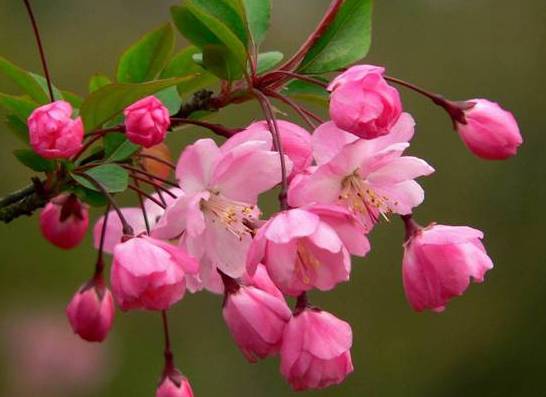 垂丝海棠花期 花期在3-4月份