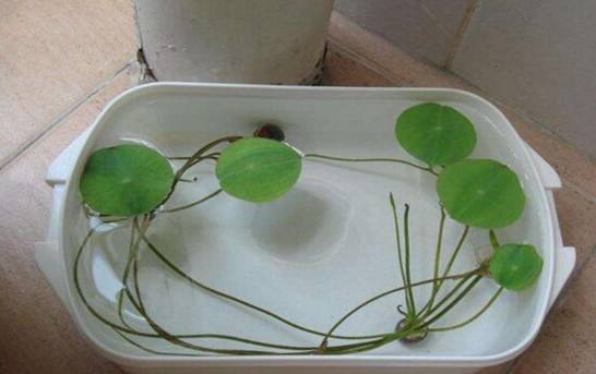 碗莲水培方法 4个步骤水培繁殖碗莲