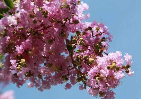 紫薇花什么时候开 紫薇花在6月份开花 全株花期长达4个月[图片]