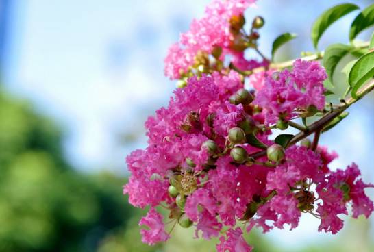 紫薇是什么花 又叫“百日红” 为落叶小乔木或灌木[图片]