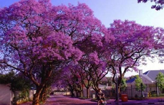 紫薇树的价格 紫薇树的价格及相关的扩展知识讲解