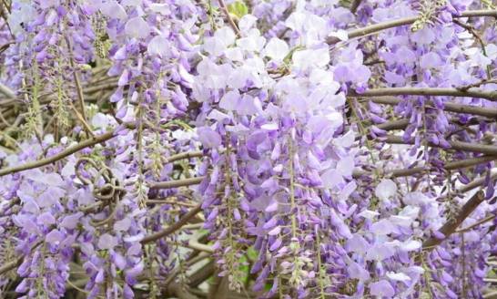 紫藤只长叶不开花怎么办