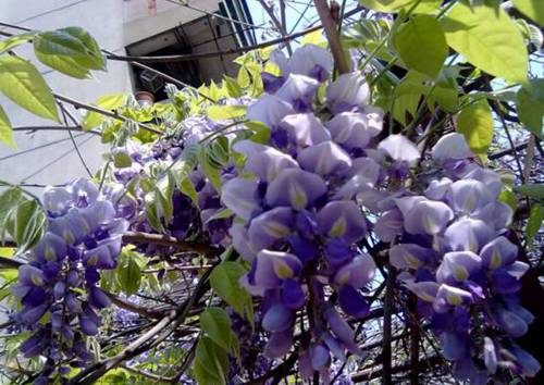 紫藤花怎么吃 关于紫藤花的四种不同吃法以及注意事项