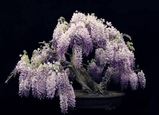 紫藤的种植方法 播种、扦插在3月份上旬萌芽前进行