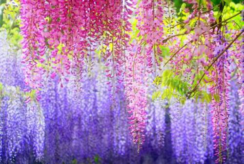 紫藤花种子怎么种 喜湿润、阳光充足的环境[图片]