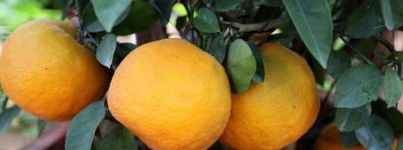 丑橘的种植方法[图片]