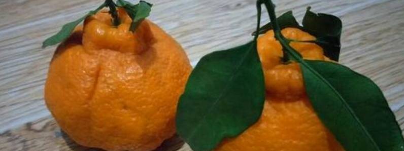 丑橘为什么叫丑橘[图片]