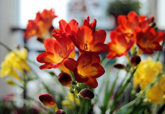 怎样使小苍兰在元旦或春节期间开花