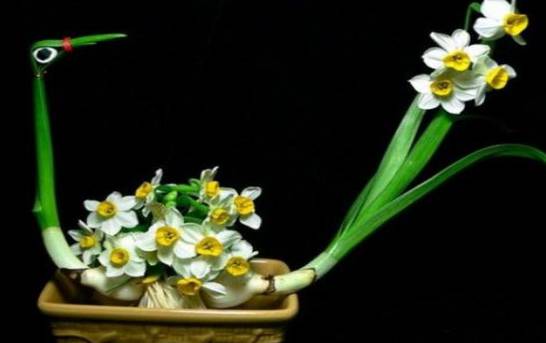 水仙为什么要雕刻 促进花芽形成提高观赏能力