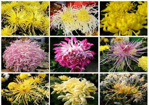 菊花是什么 菊科、菊属多年生宿根草本植物 中国十大名花之一