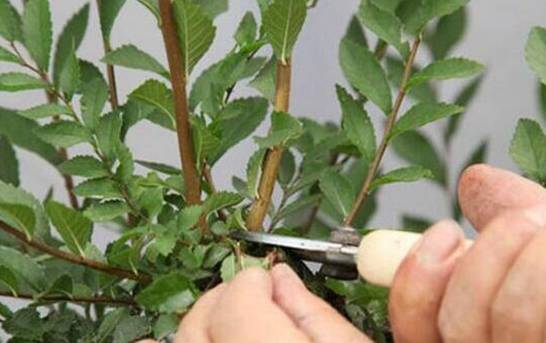 菊花的修剪方法图解 五个步骤加强菊花盆栽观赏性
