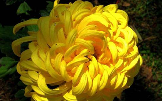 菊花家庭养殖方法如下 5种方法教你养好菊花