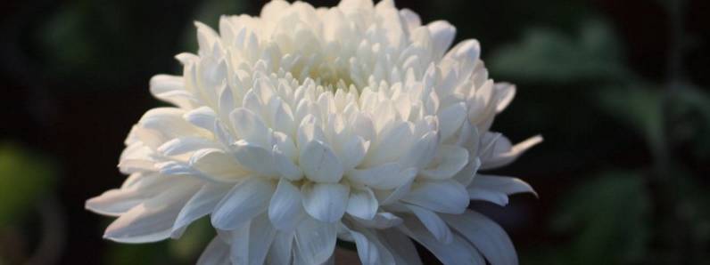 白色的菊花代表什么