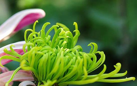 绿色菊花有哪些品种 碧海翠龙的花朵是碧绿色[图片]