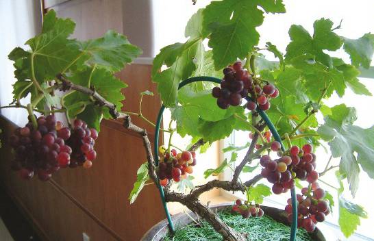 阳台盆栽葡萄如何养护[图片]