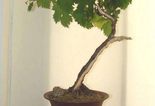阳台盆栽葡萄为何结两年果就会枯死[图片]