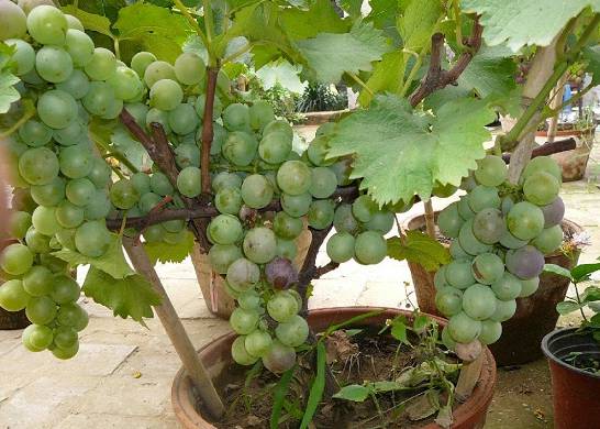 葡萄种子种植的方法 播种前需要进行催熟处理