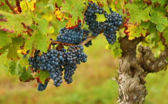 葡萄怎样种能有效提高产量