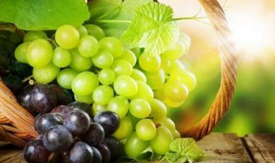 葡萄的功效与作用 止咳化痰抵抗病毒还能增强食欲