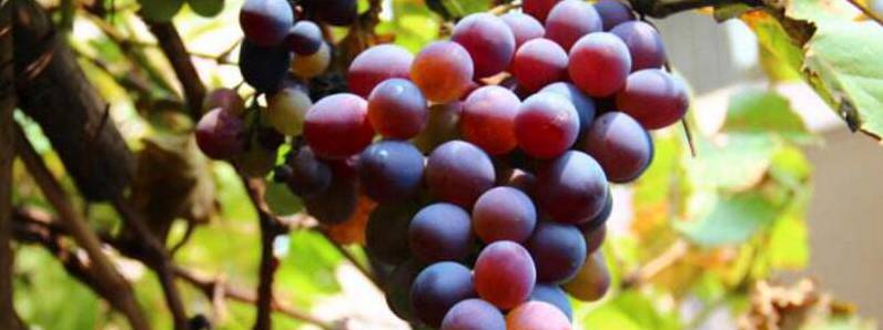 葡萄是热性还是凉性水果