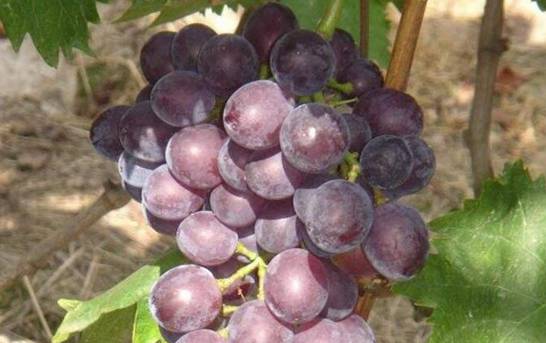 早熟葡萄新品种 盘点十种早熟品种