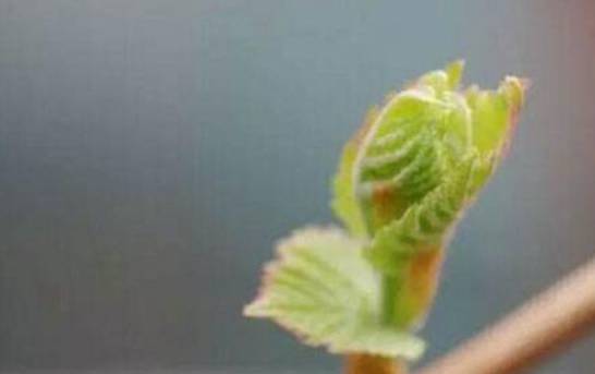 葡萄的生长过程 萌芽到落叶六个生长阶段[图片]