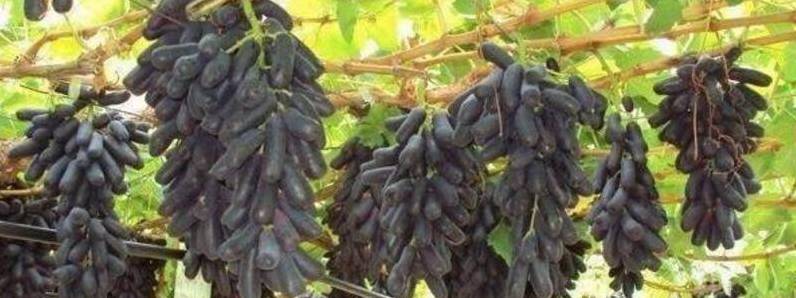 蓝宝石葡萄如何种植[图片]