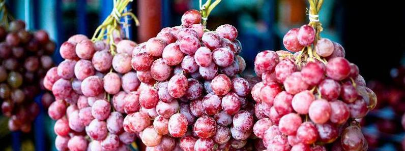 葡萄是寒性水果吗